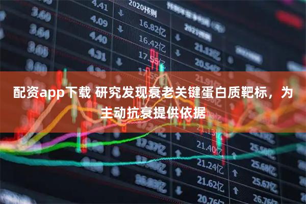配资app下载 研究发现衰老关键蛋白质靶标，为主动抗衰提供依据